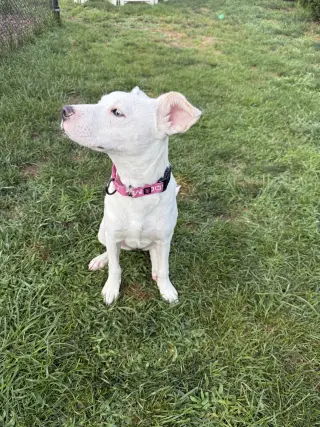 Biscuit (lab) - beautiful girl