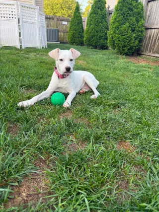 Biscuit (lab) - beautiful girl