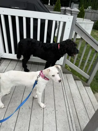 Biscuit (lab) - beautiful girl