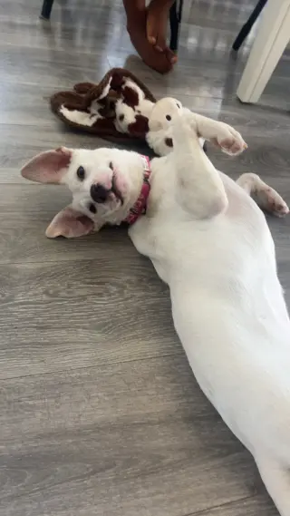 Biscuit (lab) - beautiful girl