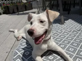 Biscuit (lab) - beautiful girl