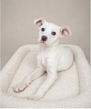 Biscuit (lab) - beautiful girl