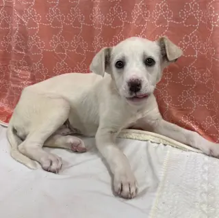 Biscuit (lab) - beautiful girl