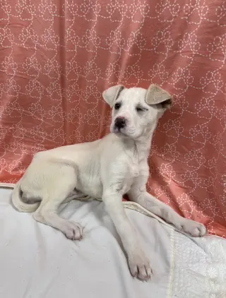 Biscuit (lab) - beautiful girl