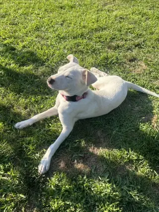 Biscuit (lab) - beautiful girl