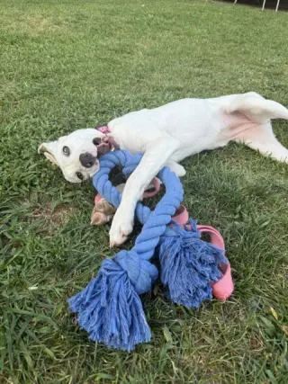 Biscuit (lab) - beautiful girl