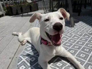 Biscuit (lab) - beautiful girl