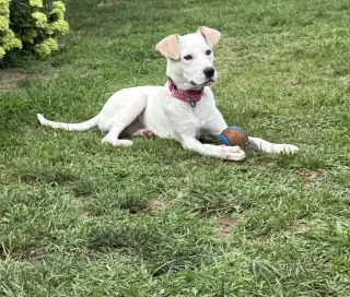 Biscuit (lab) - beautiful girl