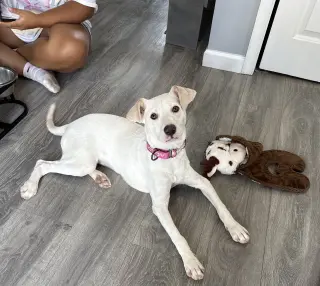 Biscuit (lab) - beautiful girl