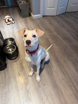Biscuit (lab) - beautiful girl