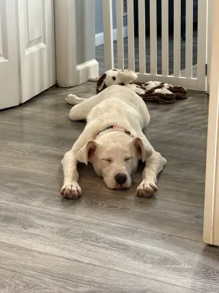 Biscuit (lab) - beautiful girl