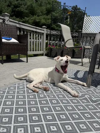 Biscuit (lab) - beautiful girl