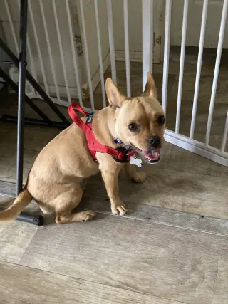 Leo