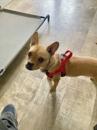 Leo