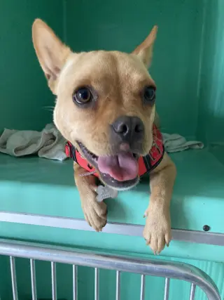 Leo