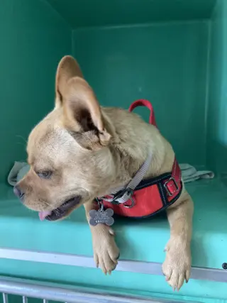 Leo
