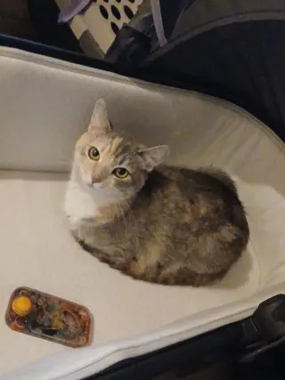 Kitty Witty