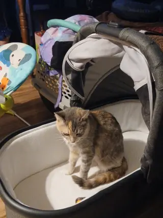 Kitty Witty