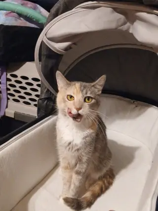 Kitty Witty