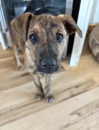 Maddie