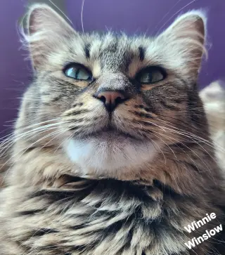 Winnie Winslow