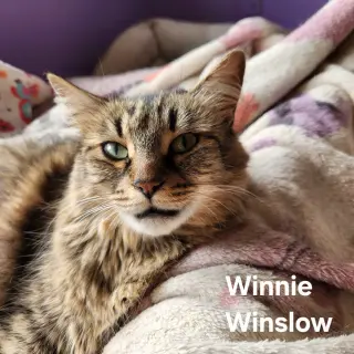 Winnie Winslow