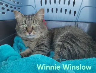 Winnie Winslow
