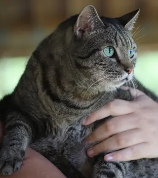 Cleo