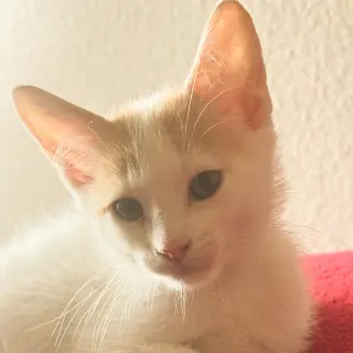 Legolas
