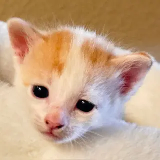 Legolas