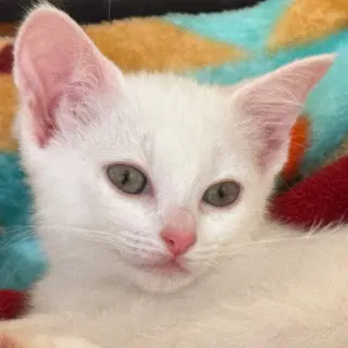 Arwen