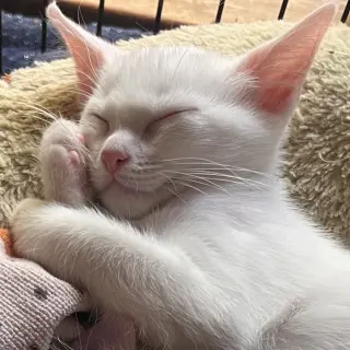 Arwen