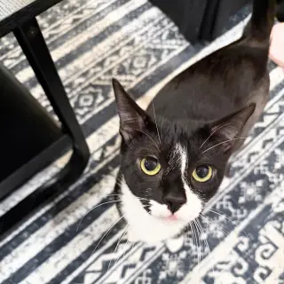 Leilani