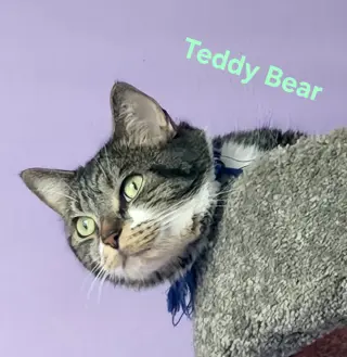Teddy Bear
