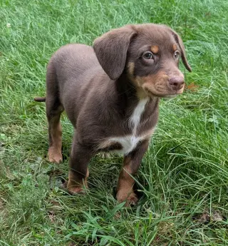 Biscotti