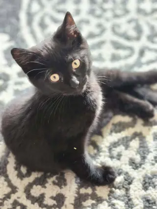 VooDoo