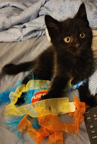 VooDoo