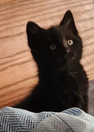 VooDoo