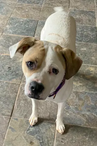 Buster