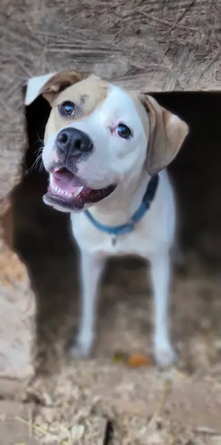 Buster
