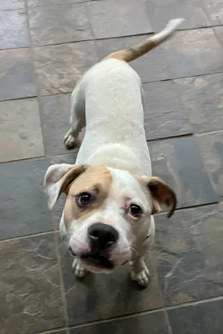 Buster