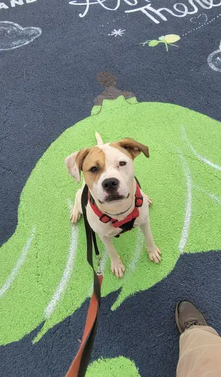 Buster