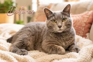 Dolores (FCID# 05/12/2026 - 54 Trainer)