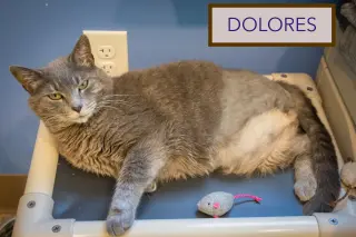 Dolores (FCID# 05/12/2026 - 54 Trainer)