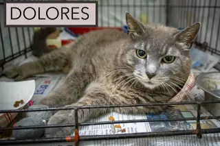 Dolores (FCID# 05/12/2026 - 54 Trainer)