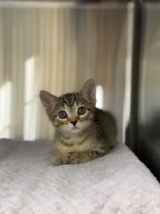 Franklin