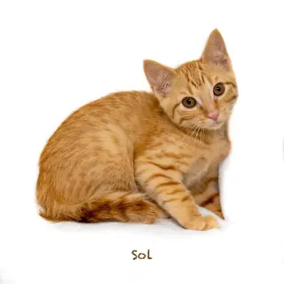 Sol