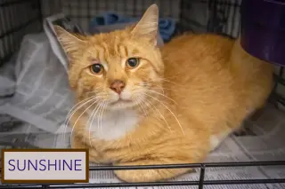 Sunshine (FCID# 06/01/2026 - 45 Trainer)