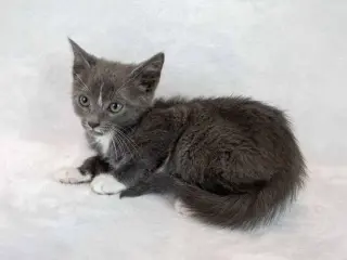 Ahsoka