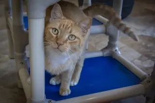Catrick Swayze (FCID# 06/02/26-73 Brandywine PS) C